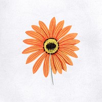 Hand drawn orange flower