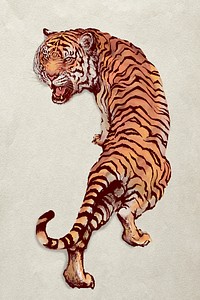 Hand drawn roaring tiger illustration