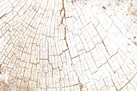 Bleached tree rings textured blog banner background