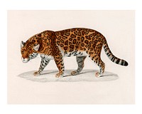 Jaguar vintage illustration wall art print and poster design remix from original artwork.