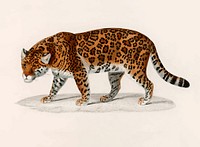 Jaguar vintage illustration vector, remix from original artwork.