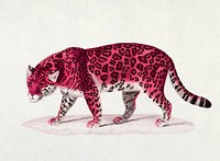 Pink jaguar vintage illustration, remix from original artwork.