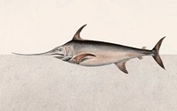 Swordfish vintage illustration vector, remix from original artwork.
