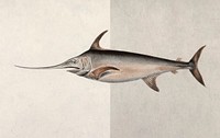 Swordfish vintage illustration vector, remix from original artwork.