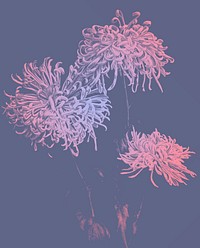 Three pink Chrysanthemums vintage vector artwork, remix from orginal photography.