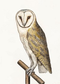 Barn owl vintage vector, remix from original artwork.