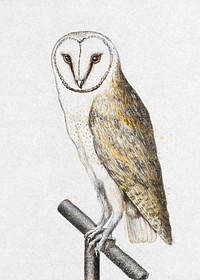 Barn owl vintage illustration, remix from original artwork.