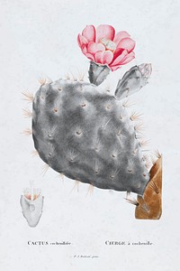 Gray prickly pear cactus vintage vector, remix from original artwork.