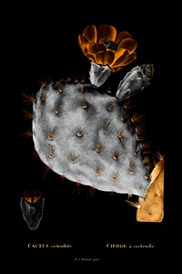 Negative effect prickly pear cactus vintage vector, remix from original artwork.
