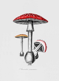 Fly agaric mushroom vintage wall art print poster design remix from original artwork.