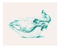 Cow skull vintage illustration wall art print and poster.