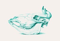 Cow skull vintage illustration, remix from original artwork.