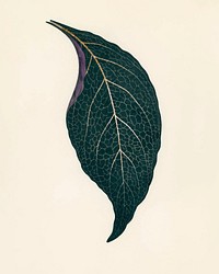 Beautiful engraved Adelaster Albivenis leaf vintage vector, remix from original artwork of Benjamin Fawectt