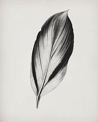 Dracaena Recina, succulent tropical leaf vintage vector, remix from original artwork of Benjamin Fawcett.