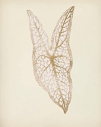 Caladium Belleymel, engraved Heart of Jesus leaf vintage illustration vector, remix from original artwork of Benjamin Fawcett.