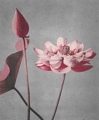 Pink lotus flowers vintage illustration vector, remix from original photography by Ogawa Kazumasa.