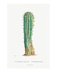 Euphorbia officinarum vintage illustration wall art print and poster design remix from the original artwork by Pierre-Joseph Redouté. 