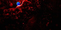Coronavirus under a microscope on a redbackground illustration