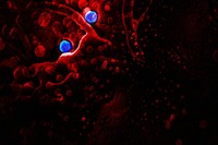 Coronavirus under a microscope on a redbackground illustration
