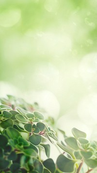 Green leaves background with design space