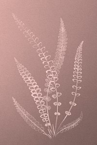 Botanical spleenwort fern design resource 