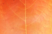 Orange leaf pattern textured backdrop