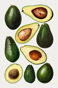 Hand drawn natural fresh avocado set vector