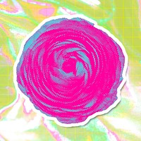 Funky neon halftone pink ranunculus sticker overlay