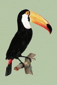 Hand drawn toucan bird halftone style illustration