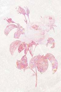 Pink holographic cabbage rose flower design element