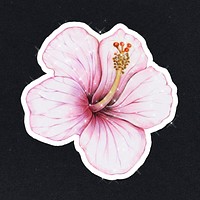 Hand drawn pink hibiscus sticker design element with white border