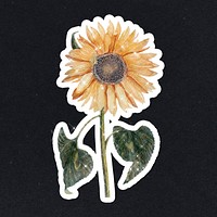 Hand drawn sunflower sticker design element with white border