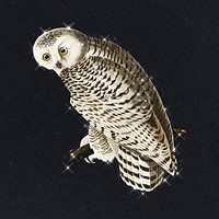 Hand drawn sparkling snowy owl design element