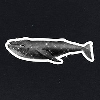 Hand drawn sparkling humpback whale sticker with white border