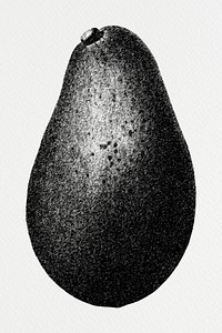 Hand drawn monotone avocado fruit design element