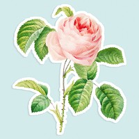 Blooming pink rose flower halftone style sticker