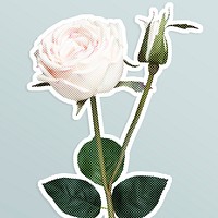 Blooming white rose flower halftone style sticker