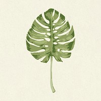 Vectorize monstera leaf on a green background