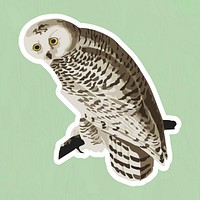 Vectorized snowy owl sticker overlay with a white border design element