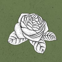 White rose sticker overlay on a green background design resource