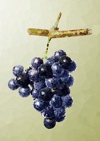 Bunch of purple grapes crystallized style illustration