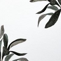 Houndstongue leaves white texture background