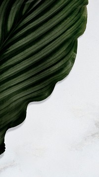 Calathea Orbifolia leaf on texture background