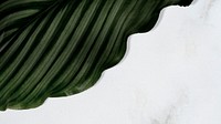Calathea Orbifolia leaf on texture background