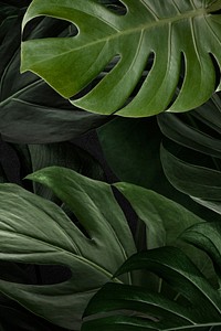Monstera leaves nature background wallpaper 
