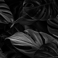 Monstera black leaves nature background wallpaper