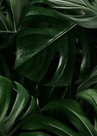 Green monstera leaves background wallpaper