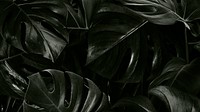 Monstera tropical leaves background wallpaper