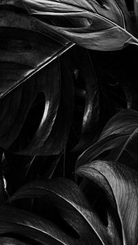 Black monstera tropical leaves background wallpaper