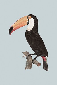 Hand drawn toco toucan on a bluish gray background